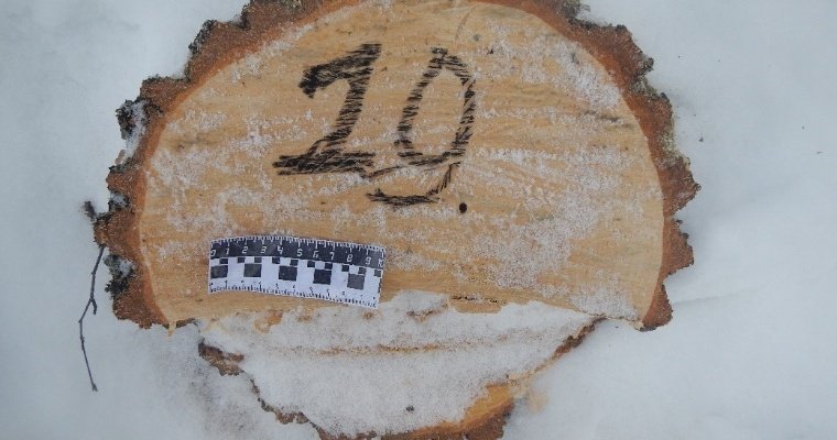 В Удмуртии задержали мужчину который, незаконно срубил 19 берёз для дров 