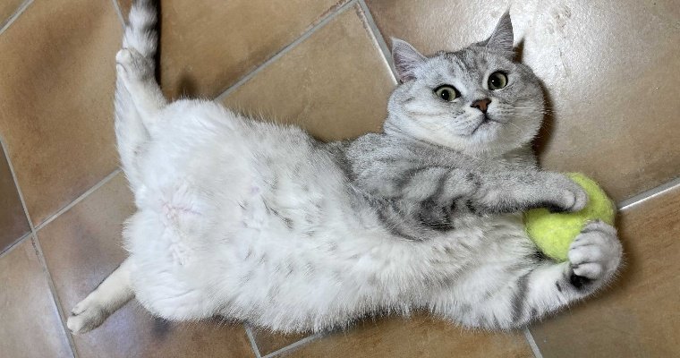 Бесплатная выездная вакцинация кошек и собак от бешенства пройдет в Ижевске
