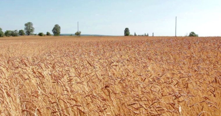 922 тысячи гектаров планируют засеять аграрии Удмуртии в 2024 году