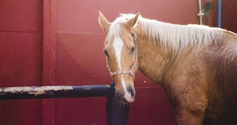 В Кузбассе житель многоэтажки пытался провести в квартиру лошадь 