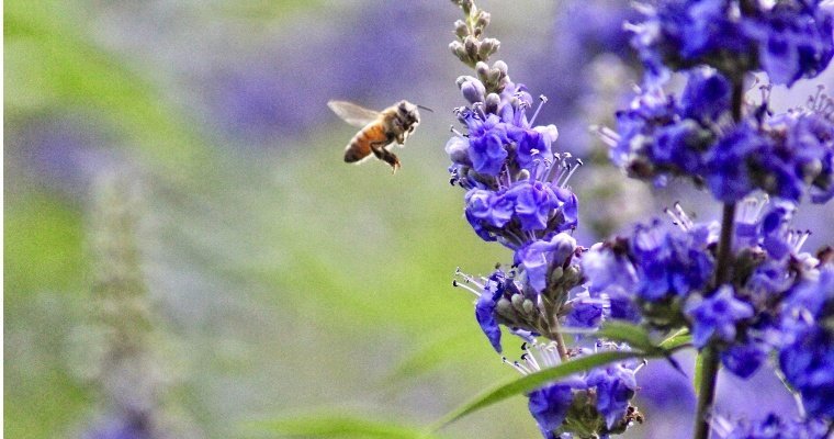 Итоги дня: массовая гибель пчёл в Удмуртии и дата восстановления ограды у «Ленинки» в Ижевске
