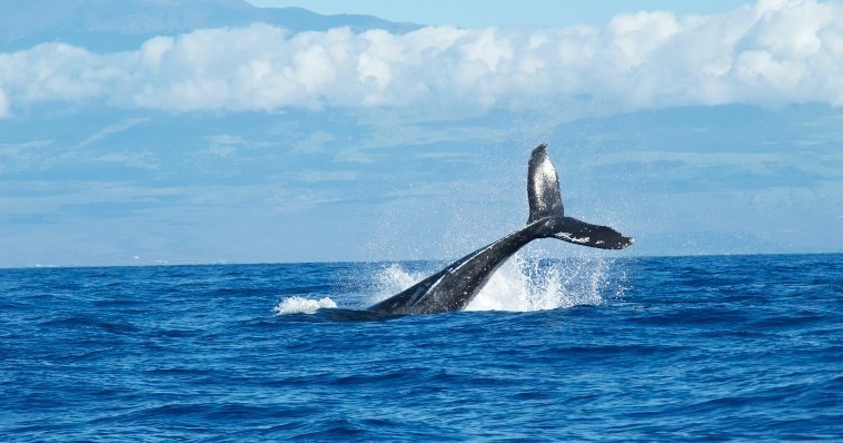 В Мурманской области спасли запутавшегося в сетях кита