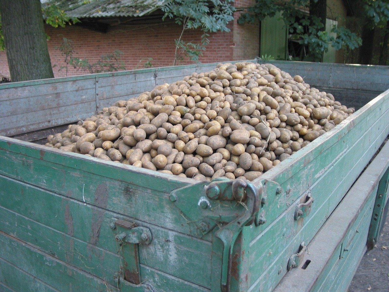 

Свежий урожай картофеля в Удмуртии меньше прошлогоднего


