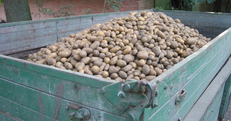 Свежий урожай картофеля в Удмуртии меньше прошлогоднего
