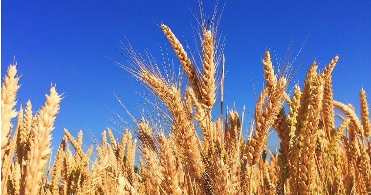 Удмуртские учёные заявили о повышении качества выращенной в республике пшеницы