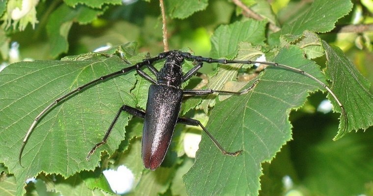 Владивосток захватили черные усатые жуки 