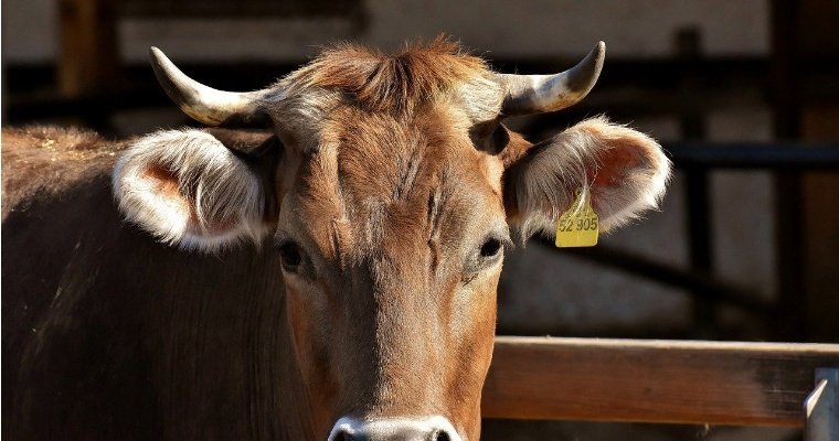 В Балезинском районе Удмуртии ввели карантин из-за болезни скота