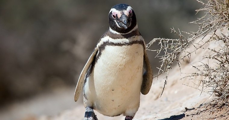 В Атлантический океан вернули магеллановых пингвинов