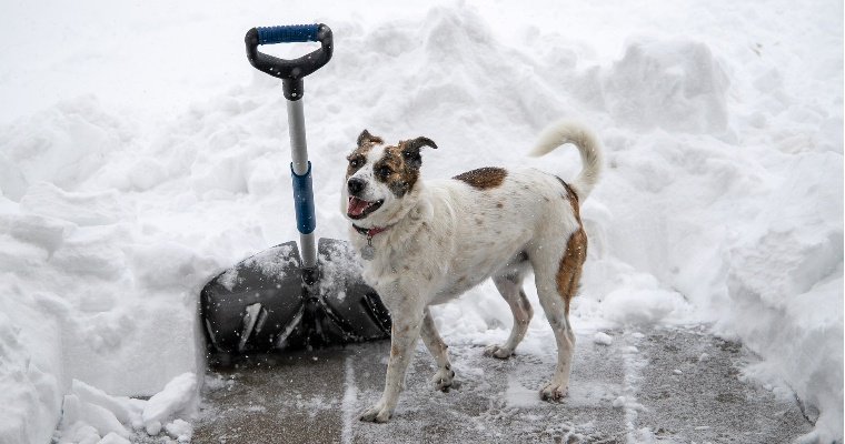 Ижевский приют для бездомных животных просит помочь с уборкой снега