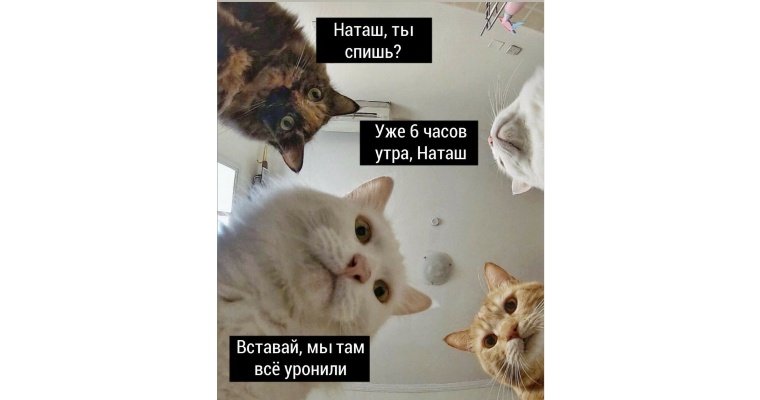 Песня на мем с Наташей и ее котами появилась в сети
