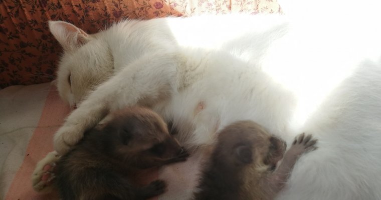В Новосибирском зоопарке кошка взяла на воспитание енотов