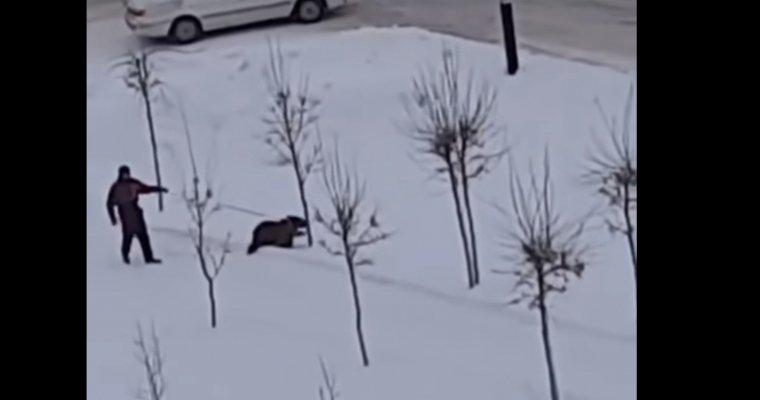 Жители Кузбасса засняли на видео прогулку мужчины с медведем на поводке