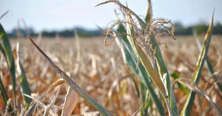 Аграрии Удмуртии из-за засухи могут выйти на уборку урожая на две недели раньше