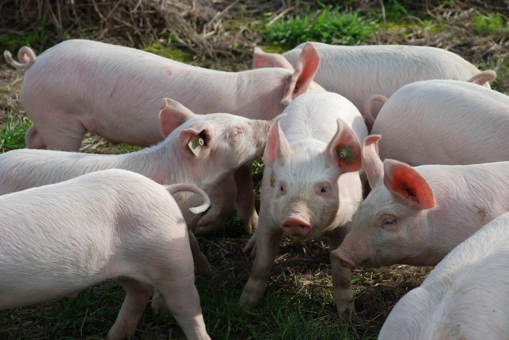 Около 200 свиней стали жертвами минометного обстрела в Белгородской области