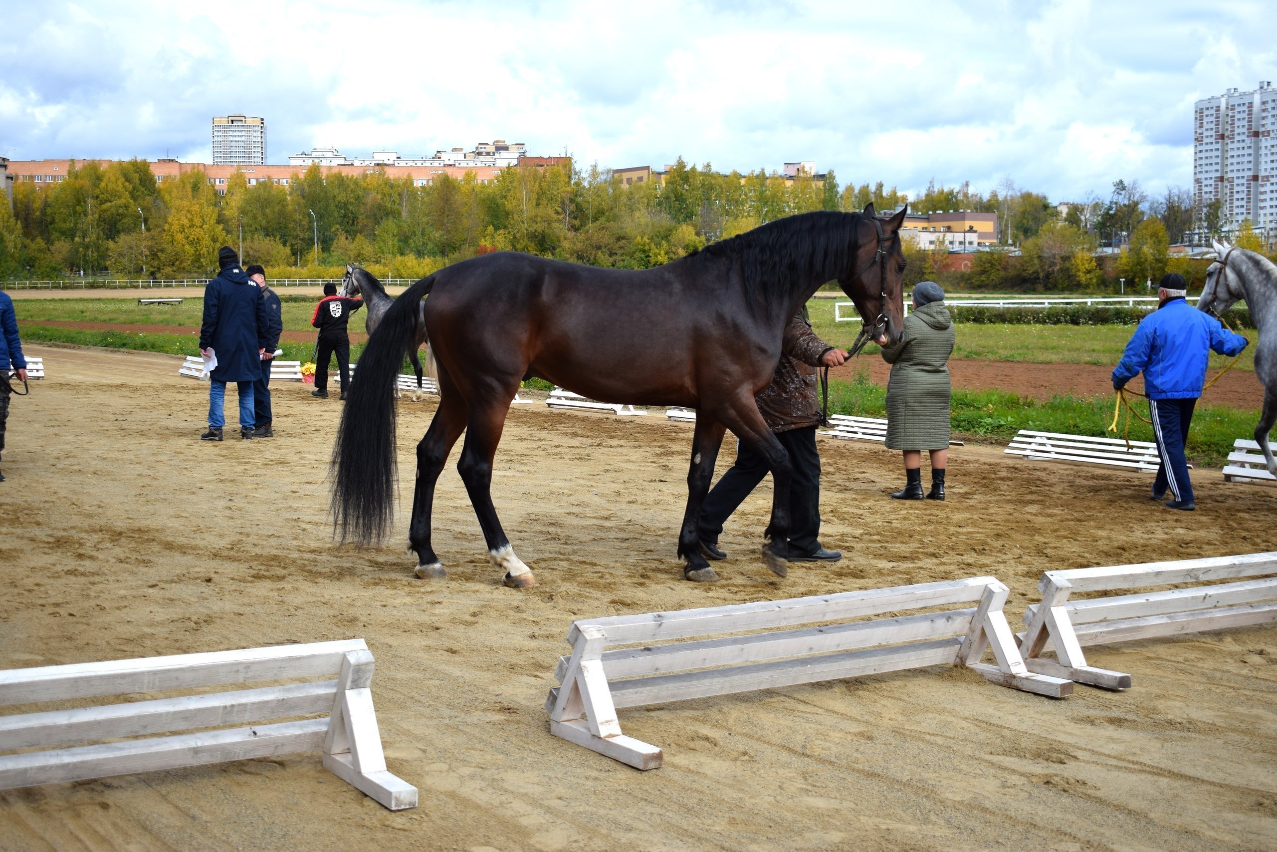 Конные клубы Ижевска остались без денег на содержание лошадей