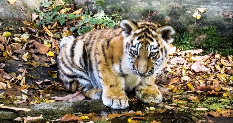 Приморские медики спасли тигренка, покусанного взрослым зверем
