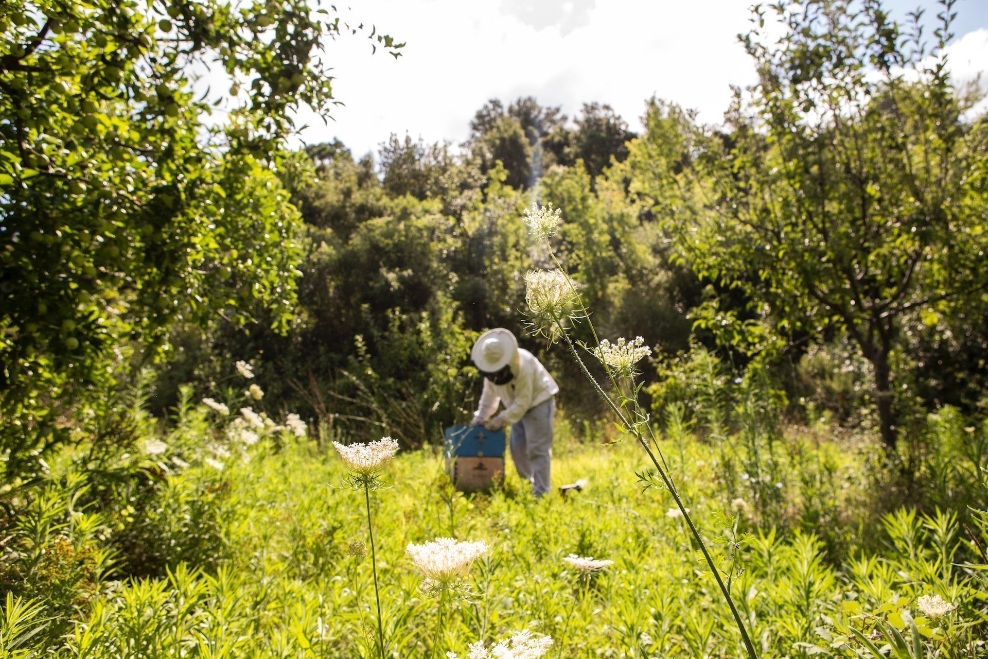 Пчеловодов Удмуртии предупреждают об обработке полей пестицидами