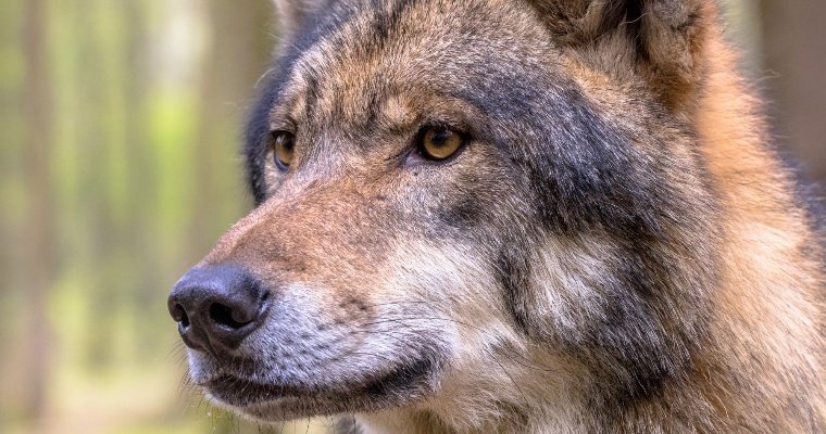 Следы волков обнаружили в Увинском и Вавожском районах