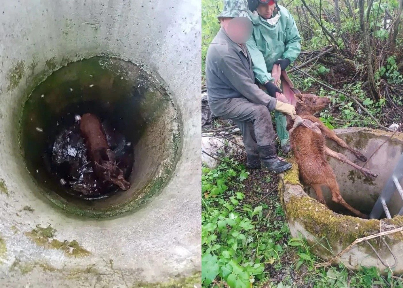 В Глазовском районе спасатели подняли лосенка из заброшенного колодца
