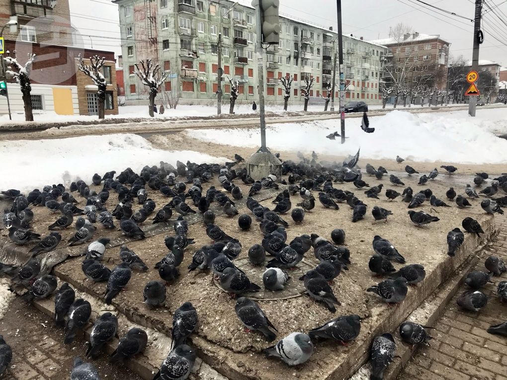 Кормушки для птиц можно сравнить с общепитом, где никто не моет посуду