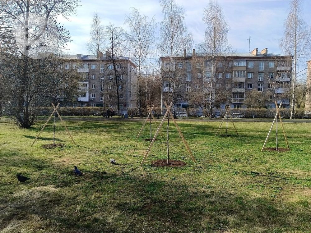 В Ижевске разработают правила для жителей, желающих посадить деревья во дворе