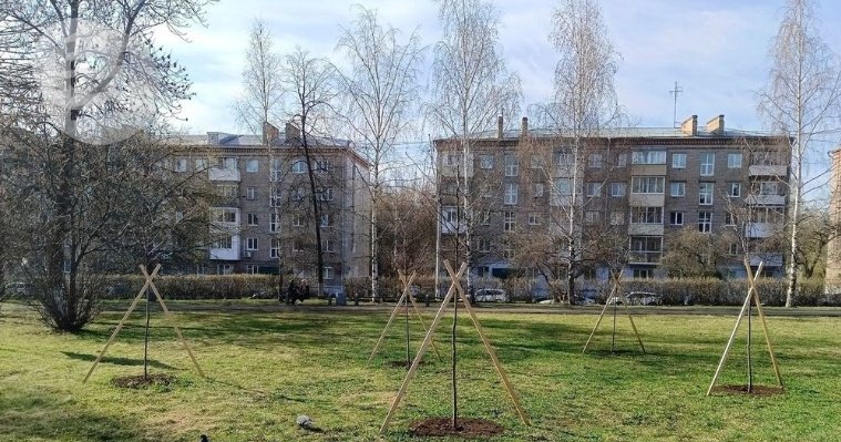 В Ижевске разработают правила для жителей, желающих посадить деревья во дворе