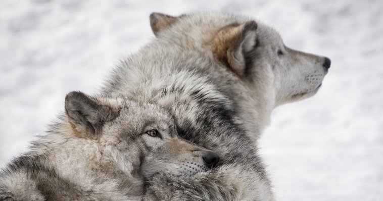 В Удмуртии сократилась численность волков, лисиц и тетеревов