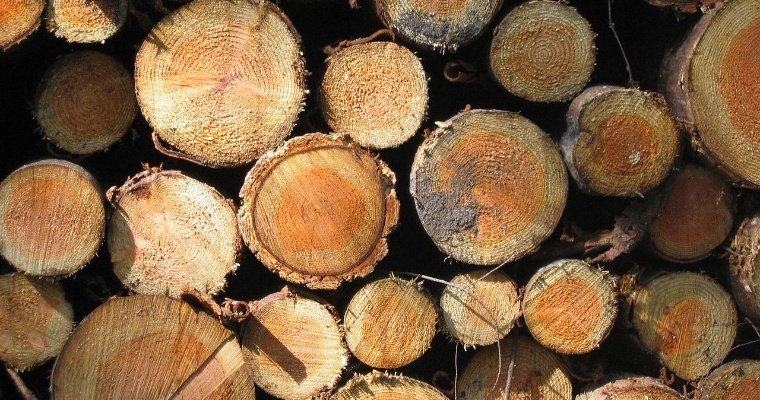 Почти 50 000 кубометров леса вывезла Удмуртия в регионы страны