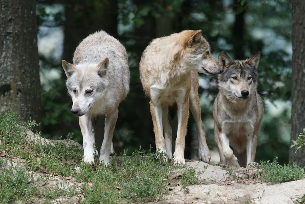 Живущие возле Чернобыльской АЭС волки оказались устойчивы к раку