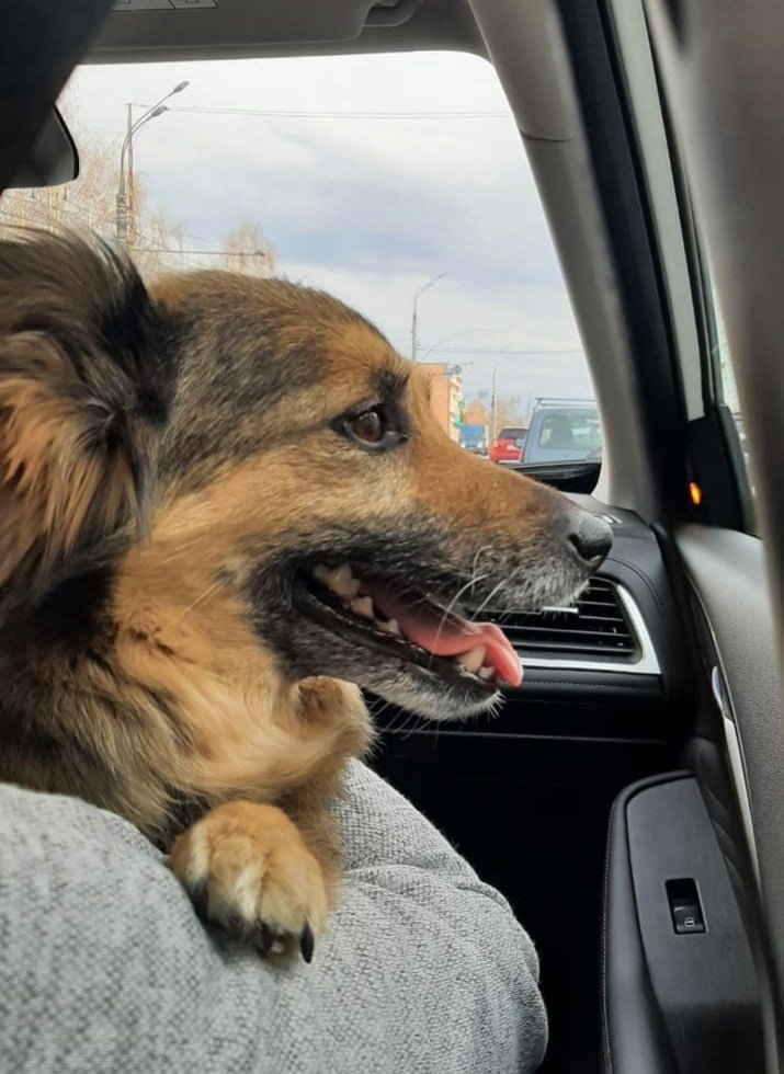 Чапа снова с хозяйкой: эвакуированная в Ижевск жительница Мариуполя встретилась со своей собакой
