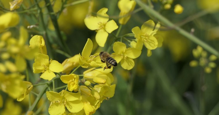 Итоги дня: последствия ливня в Ижевске, внедрение дизайн-кода и причины гибели пчёл