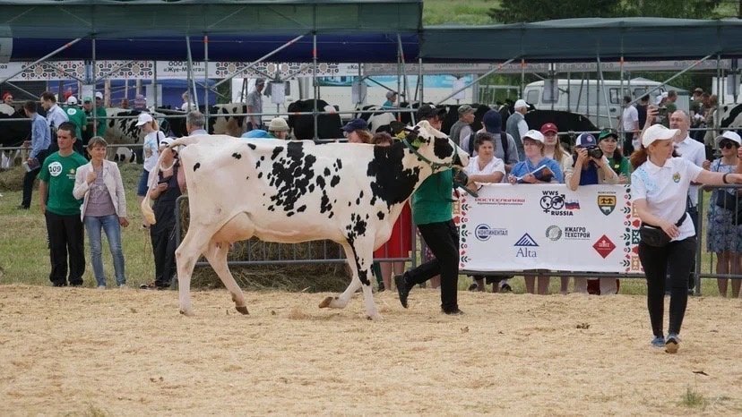 Самая высокопродуктивная корова Удмуртии за 305 дней дала более 17 тысяч кг молока
