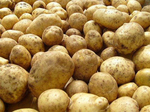 Картофельному урожаю в Удмуртии угрожает опасный сорняк