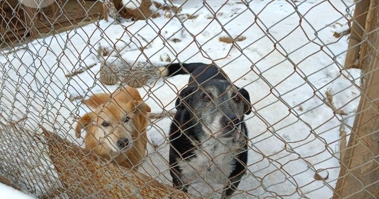 В Удмуртии шесть муниципалитетов заключили договоры на отлов бездомных животных