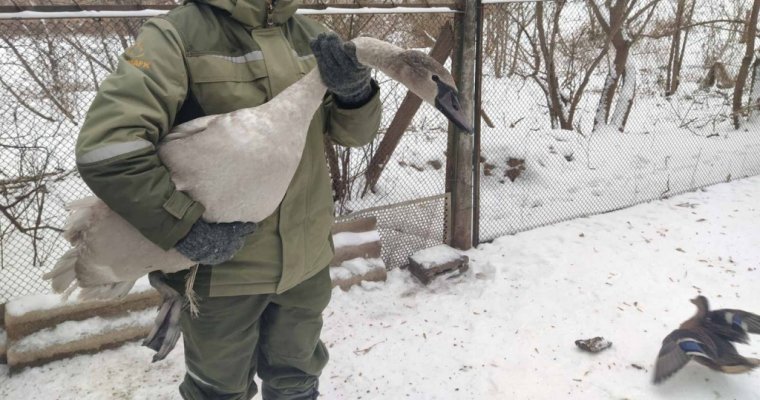 У спасенного в Удмуртии лебедя оказался врожденный порок крыльев