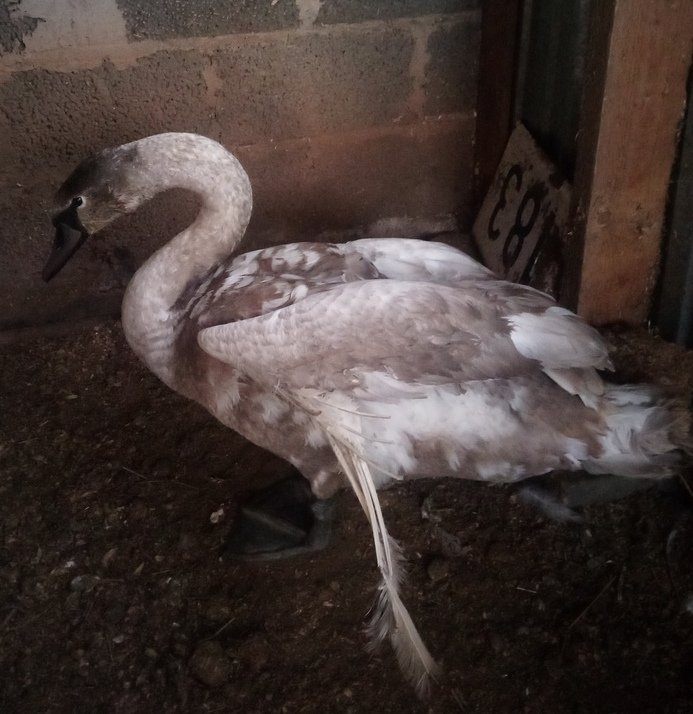 Жители спасли лебедя с поврежденным крылом в Дебесском районе