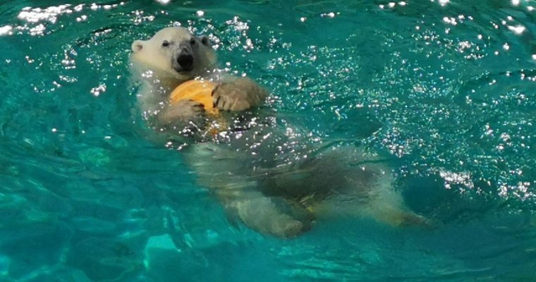 Прохладный душ, кондиционеры и мороженое: как спасают от жары питомцев ижевского зоопарка