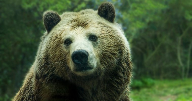 В Приморье разыскивают медведя с бидоном на голове 
