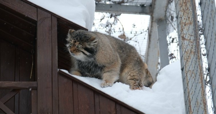 Животные зоопарка Ижевска пока не почувствовали наступление весны