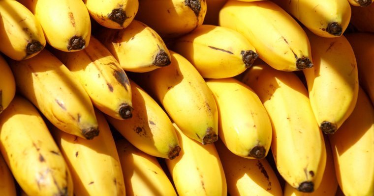 Россия вернула Эквадору 25 тонн бананов с мухой-переносчиком холеры