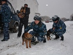 Четыре щенка немецкой овчарки поступили на службу в УФСИН Удмуртии