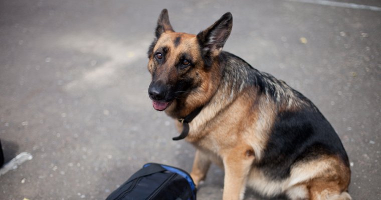 «Белка» против наркотиков: в Удмуртии служебная собака нашла у заключённого гашиш 