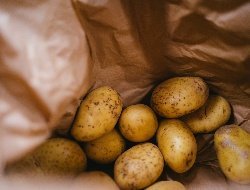 Урожай картофеля в 2021 году в Удмуртии оказался меньше прошлогоднего 