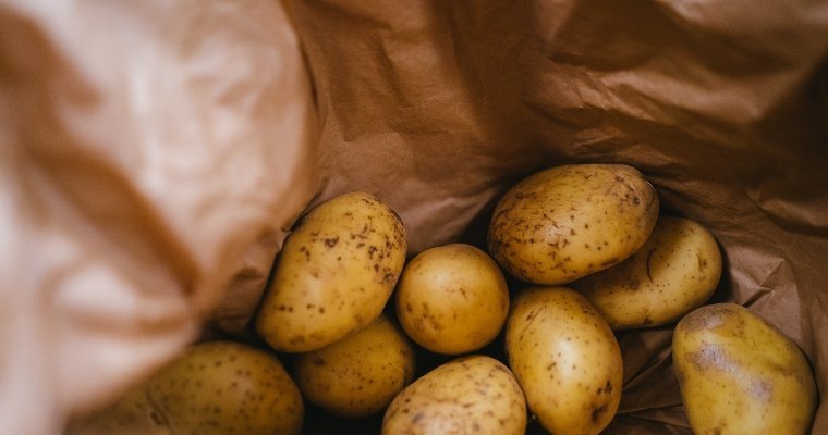 Урожай картофеля в 2021 году в Удмуртии оказался меньше прошлогоднего 