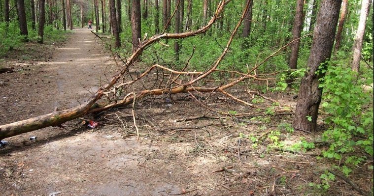 Завьяловский и Увинский районы Удмуртии больше всего пострадали от «чёрных лесорубов»