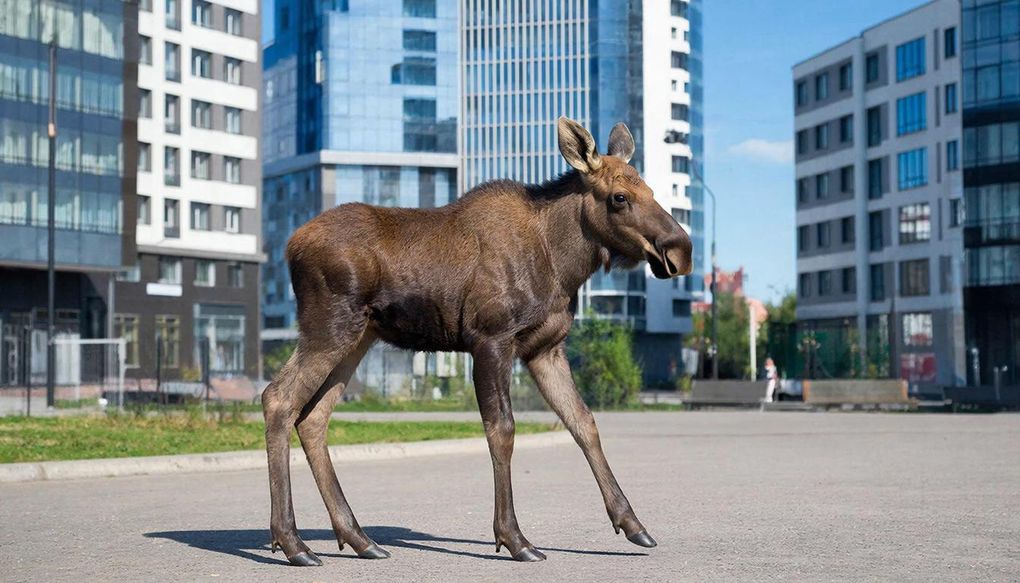 Лосёнка заметили в микрорайоне Строитель в Ижевске