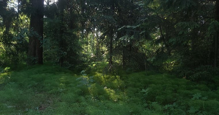 Итоги дня: планы властей и бизнеса на Тимирязевский лес в Ижевске и низкий темп роста экономики Удмуртии