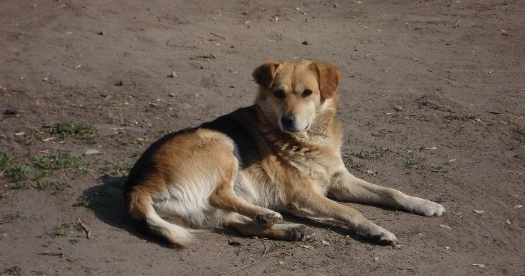 Провалившуюся в колодец собаку спасли в Удмуртии