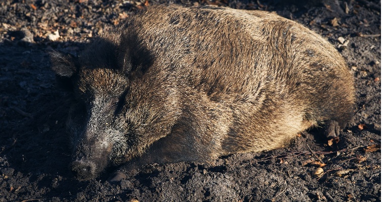 В Граховском районе установлен карантин по африканской чуме свиней