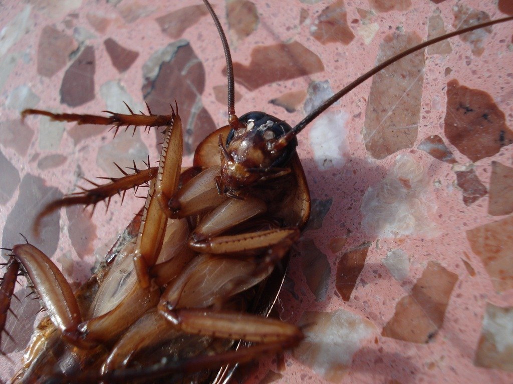 Массовый забег тараканов устроили в Австралии